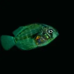 Discus, photo 8