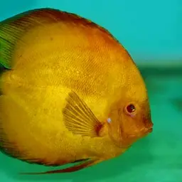 Discus, photo 9