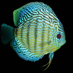 Discus, photo 10