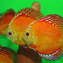 Discus, photo 11