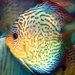 Discus, photo 12