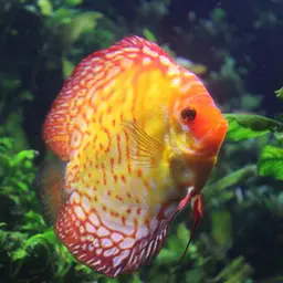 Discus