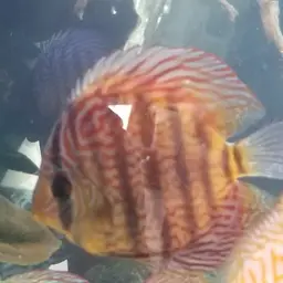 Discus, photo 2