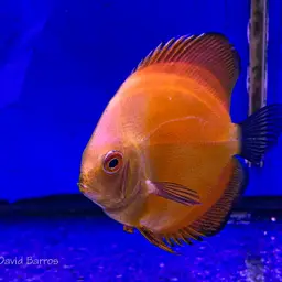 Discus, photo 3