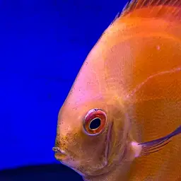 Discus, photo 4