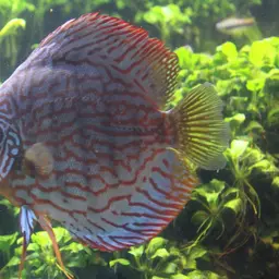 Discus, photo 5