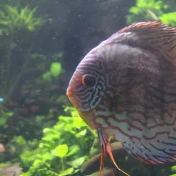 Discus, photo 6