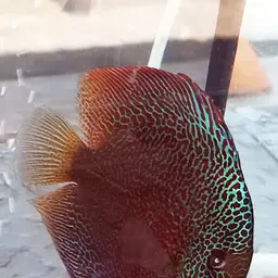Discus, photo 7
