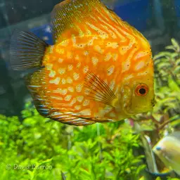 Discus, photo 8