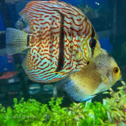 Discus, photo 9