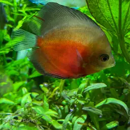 Discus, photo 10