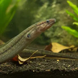 Swamp Eel