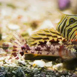 Scooter Blenny, photo 1