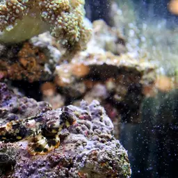 Scooter Blenny, photo 2
