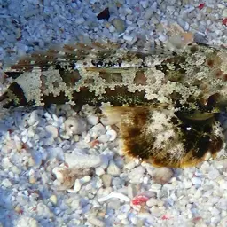 Scooter Blenny, photo 3