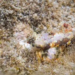 Scooter Blenny, photo 4