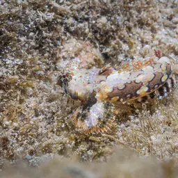 Scooter Blenny, photo 5