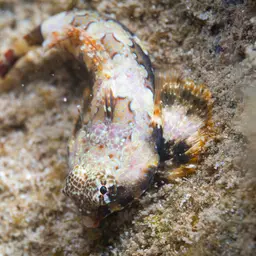 Scooter Blenny, photo 6