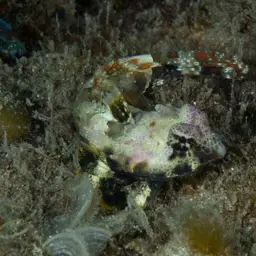 Scooter Blenny, photo 7
