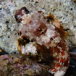 Scooter Blenny, photo 8