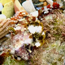 Scooter Blenny, photo 9