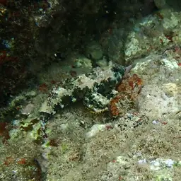 Scooter Blenny, photo 11