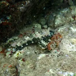 Scooter Blenny, photo 12