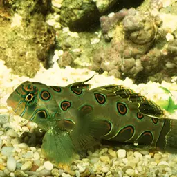 Spotted Mandarin, photo 1