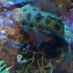 Spotted Mandarin, photo 2