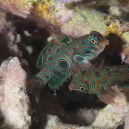 Spotted Mandarin, photo 3