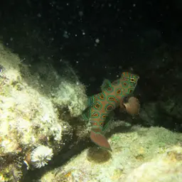 Spotted Mandarin, photo 4