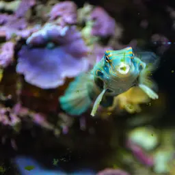 Spotted Mandarin, photo 7