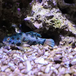 Spotted Mandarin, photo 8
