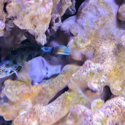 Spotted Mandarin, photo 9