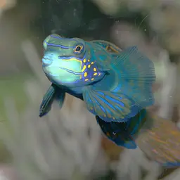 Mandarin Dragonet, photo 2