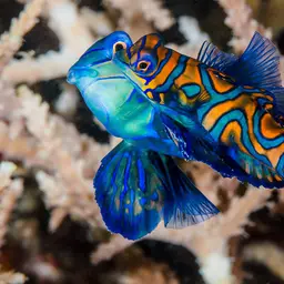 Mandarin Dragonet, photo 6