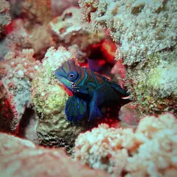Mandarin Dragonet, photo 11