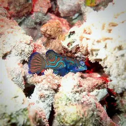 Mandarin Dragonet, photo 12