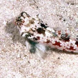 Stellate Dragonet, photo 1