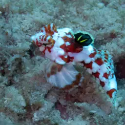 Stellate Dragonet, photo 2