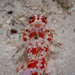 Stellate Dragonet, photo 5
