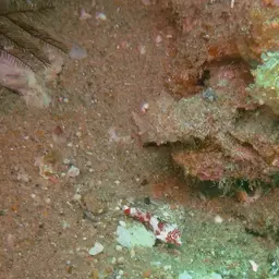 Stellate Dragonet, photo 6