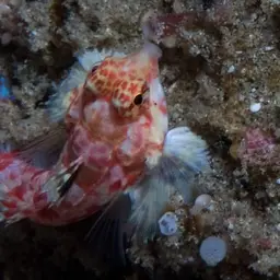 Stellate Dragonet, photo 7