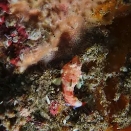 Stellate Dragonet, photo 10