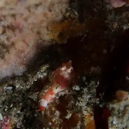 Stellate Dragonet, photo 11