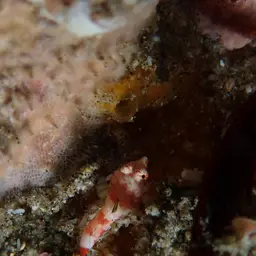 Stellate Dragonet, photo 12