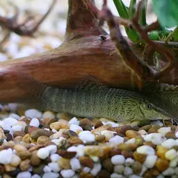 Barred Loach