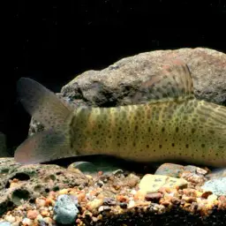 Barred Loach, photo 2