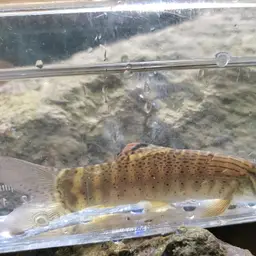 Barred Loach, photo 3