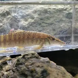 Barred Loach, photo 4
